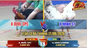 Trận 13 Tonhon 17/08/2026 – Gà Úa Anh Minh Bươi Chà Như Cái Máy