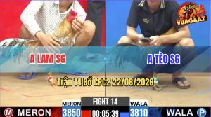 Trận 14 CPC2 22/08/2026 – Gà Cú Anh Lam SG Đá Đòn Cựa Quá Ngọt