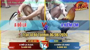 Trận 14 TonHon 06/08/2026 – Anh Đô La Đánh Bại Anh Kiểm Cà Mau