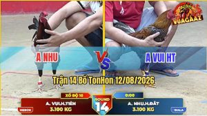 Trận 14 Tonhon 12/08/2026 – Gà Cú Anh Vui Đá Cựa Đâm Như Chỉa