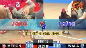 Trận 15 CPC2 11/08/2026 – Gà Chuối Anh Giàu Đá Cựa Đâm Như Cái Máy