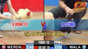 Trận 15 CPC2 17/08/2026 – Gà Anh Dũng Tải Cựa Quá Khủng Khiếp