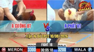 Trận 16 CPC2 10/08/2026 – Gà Que Anh Cường BT Đá Đâm Như Đời Tới