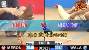 Trận 16 CPC2 13/08/2026 – Gà Xám Anh Cu Lửa Đá Khôn Như Người Ta