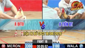 Trận 16 CPC2 18/08/2026 – Gà Bướm Anh Bito Đá Chân Nào Cũng Đâm