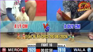 Trận 16 CPC2 20/08/2026 – Gà Điều Anh Duy Bạc Dưới Mà Đá Như Đạn