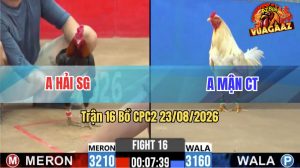 Trận 16 CPC2 23/08/2026 – Gà Điều Anh Hải Phản Cây Cựa Quá Hay