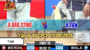 Trận 16 CPC2 Ngày 7/8/2026 Vua Gà AZ