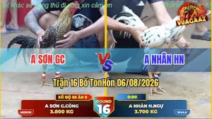 Trận 16 TonHon 06/08/2026 – Gà Cú Anh Sơn GC Đá Đòn Cựa Quá Hiểm