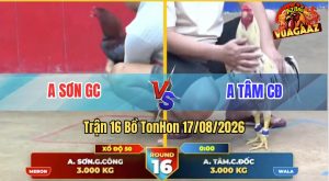 Trận 16 Tonhon 17/08/2026 – Gà Bướm Anh Tâm CĐ Quá Lì Đòn