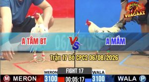 Trận 17 CPC2 06/08/2026 – Gà Anh Mắm Cứ Nhấc Chân Là Cựa Tới
