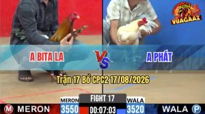 Trận 17 CPC2 17/08/2026 – Gà Anh Bita Đá Đâm Cựa Thấy Nóng Lạnh