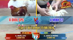 Trận 17 Tonhon 17/08/2026 – Gà Camelo Anh Duol Đá Đâm Như Chỉa