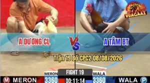 Trận 19 CPC2 08/08/2026 – Gà Điều Anh Tâm Đá Phản Đối Thủ Bỏ Chạy