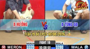 Trận 19 CPC2 10/08/2026 – Gà Bướm Anh Hưởng Đá Đòn Như Búa Bổ