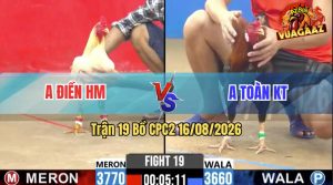 Trận 19 CPC2 16/08/2026 – Gà Úa Anh Điền Đá Chân Nào Cũng Đâm Cựa