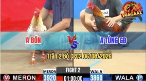 Trận 2 CPC2 06/08/2026 – Gà Bướm Anh Bồn Cứ Nhấc Chân Là Có Cựa