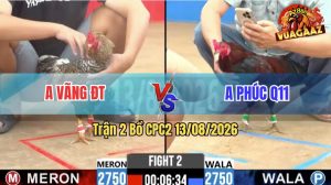 Trận 2 CPC2 13/08/2026 – Gà Cú Anh Vãng Đá Chân Nào Cũng Có Cựa