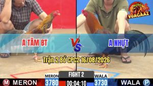 Trận 2 CPC2 16/08/2026 – Gà Anh Tâm Đá Canh Chặn Khôn Như Người Ta
