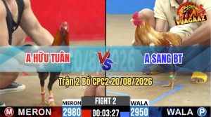 Trận 2 CPC2 20/08/2026 – Gà Điều Anh Hữu Tuấn Đá Đúng 3 Chân