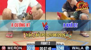 Trận 2 CPC2 21/08/2026 – Gà Anh Khá Tung Chiêu Liên Hoàn Cước