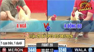 Trận 20 CPC2 02/08/2026 – Trận Hoà Đáng Tiếc Giữa Anh Ngà Và Anh Đông