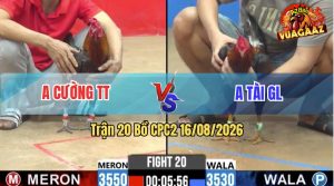 Trận 20 CPC2 16/08/2026 – Anh Cường Đưa Gà Hiệu Vào Đá Có Khác