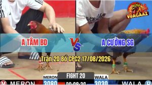 Trận 20 CPC2 17/08/2026 – Gà Điều Trả Lại 1 Cây Ngay Lưng Quá Nghiệt