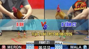 Trận 21 CPC2 08/08/2026 – Gà Điều Anh Tâm Đá Đối Thủ Té Hư Hình