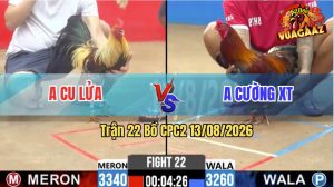 Trận 22 CPC2 13/08/2026 – Gà Cường Anh Cu Lửa Đá Cái Bo Như Xe Đụng