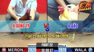 Trận 22 CPC2 20/08/2026 – Gà Điều Anh Dũng Đá Đúng 3 Chân Cựa