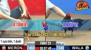 Trận 23 CPC2 11/08/2026 – Gà Que Anh Kiều Nuốt Ói Hạ Anh Tâm