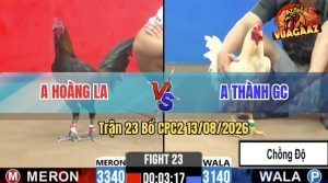 Trận 23 CPC2 13/08/2026 – Gà Úa Anh Thành Chồng Độ Đá Đúng 3 Chân