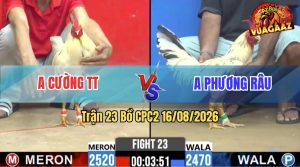 Trận 23 CPC2 16/08/2026 – Gà Anh Phương Râu Đá Đòn Nhanh Như Điện