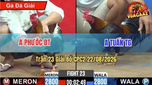 Trận 23 CPC2 22/08/2026 – Gà Điều Chân Xanh Anh Tuấn Đá Đối Thủ Bay Bồ
