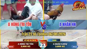 Trận 23 TonHon 06/08/2026 – Gà Anh Hùng Tri Tôn Đá Cái Bo Quá Khủng
