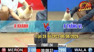 Trận 24 CPC2 08/08/2026 – Gà Cọp Idol Đá Cựa Đâm Như Giang Hồ