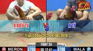 Trận 24 CPC2 09/08/2026 – Gà Anh Kiều Nhỉnh Hơn Gà Anh Tý 1 Chút Xíu