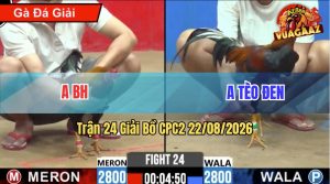 Trận 24 CPC2 22/08/2026 – Anh BH Hạ Anh Tèo Đen Đúng 1 Nốt Nhạc