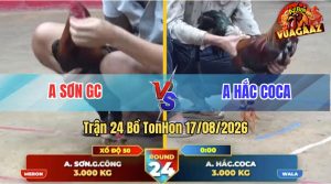 Trận 24 Tonhon 17/08/2026 – Gà Anh Hắc Coca Quá Nhanh Quá Nguy Hiểm