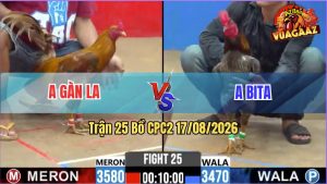 Trận 25 CPC2 17/08/2026 – Gà Khét Cọp Anh Gàn Đá Đâm Như Cái Máy
