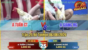 Trận 25 TonHon 06/08/2026 – Gà Úa Anh Giang Đá Đâm Toàn Cựa Nghiệt