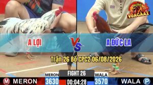 Trận 26 CPC2 06/08/2026 – Gà Anh Đức LA Đá Toàn Đâm Cựa Khủng