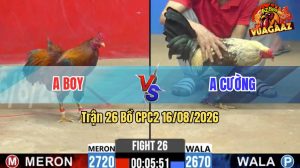 Trận 26 CPC2 16/08/2026 – Gà Điều Anh Boy Cứ Nhấc Chân Là Có Cựa