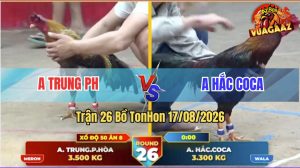 Trận 26 Tonhon 17/08/2026 – Gà Điều Anh Hắc Coca Đá Đòn Cựa Quá Dính