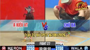 Trận 27 CPC2 16/08/2026 – Gà Que Chú Ba Đá Đối Thủ Như Con Không Đẻ