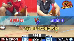 Trận 28 CPC2 06/08/2026 – Gà Xám Anh Nhẫn Tung Đòn Liên Hoàn Cước