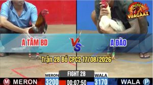 Trận 28 CPC2 17/08/2026 – Anh Đào Đánh Bại Anh Tâm Dễ Dàng