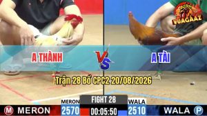 Trận 28 CPC2 20/08/2026 – Gà Điều Anh Tài Đá Quá Nhanh Quá Nguy Hiểm