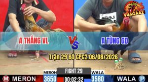 Trận 29 CPC2 06/08/2026 – Anh Tùng Đưa Gà Cọp Vào Đá Cái Bo Thấy Ớn